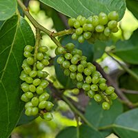 Gymnema sylvestre, an Audifort ingredient