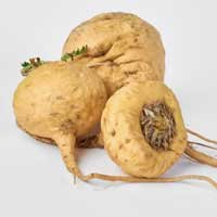 Maca root, an Audifort ingredient