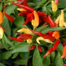 Capsicum, one of the 22 ingredients listed on both the Audifort and ZenCortex labels