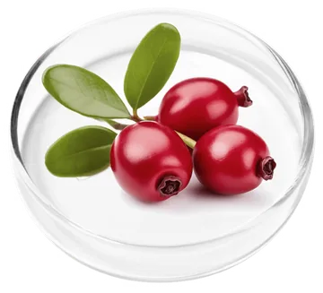 Bearberry (uva ursi), official ingredient image