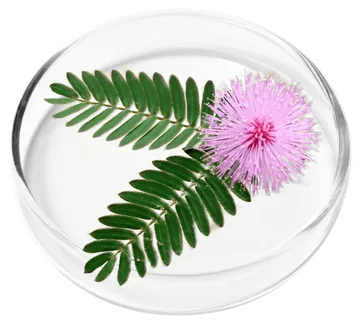Mimosa pudica, official ingredient image