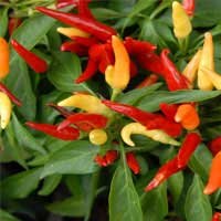 Capsicum annuum, a Glyco Harmony ingredient