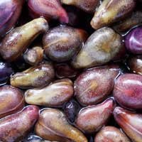 Grape seed, a Glyco Harmony ingredient