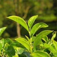 Green tea leaf, a Glyco Harmony ingredient