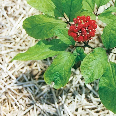 Panax ginseng plant, an ingredient in Memopezil