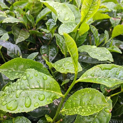 Green tea leaves, the natural source of the L-theanine in Memopezil