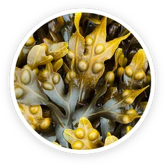 Bladderwrack seaweed