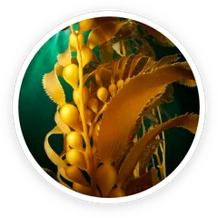 Kelp seaweed