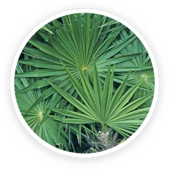 Saw palmetto fan-shaped leaves