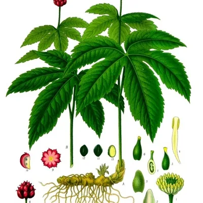 Hydrastis canadensis, goldenseal, inside the ProstAfense proprietary blend