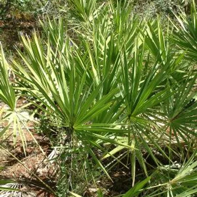 Saw palmetto plant, Serenoa repens, a ProstAfense ingredient