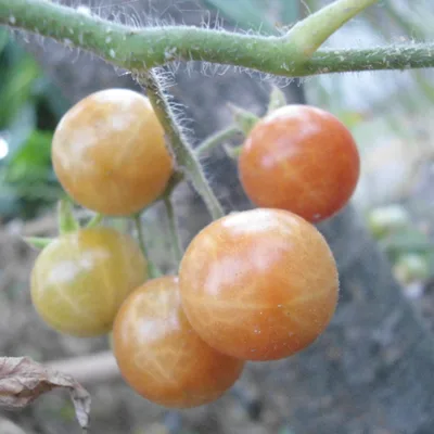 Tomato fruit, the source of the lycopene listed in ProstAfense