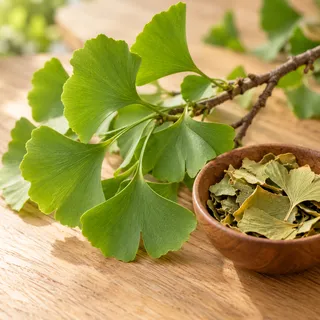 Fan-shaped green ginkgo biloba leaves on a twig with dried leaf pieces