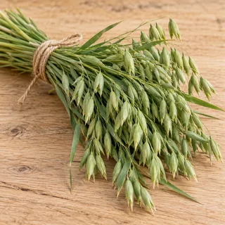 Bundle of green oat straw stalks with young oat heads tied with twine