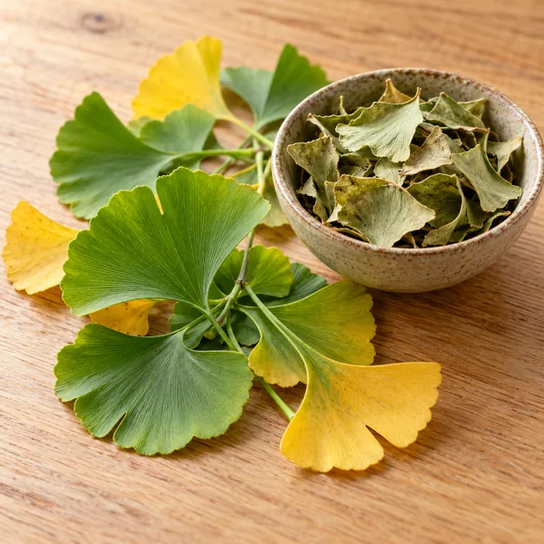 Ginkgo biloba leaves, fan-shaped and green