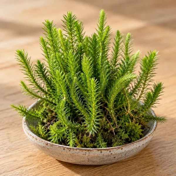 Chinese club moss, the plant huperzine A is extracted from