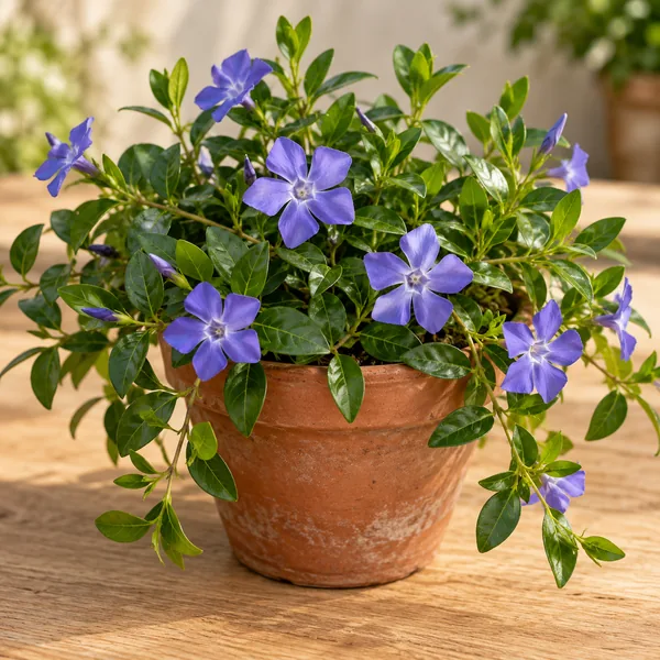 Lesser periwinkle plant with purple flowers, the source of vinpocetine