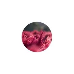 Pink-red astaxanthin softgels beside a dish of the algae powder they come from