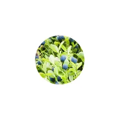 Dark blue bilberries in a wooden bowl with green leaves