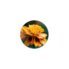 Bright orange marigold flowers, the source of lutein and zeaxanthin