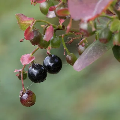 Wild bilberries (Vaccinium myrtillus) on the bush, a Visium Pro ingredient