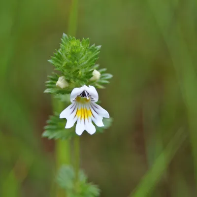 Eyebright flower (Euphrasia officinalis) in a meadow, a Visium Pro ingredient