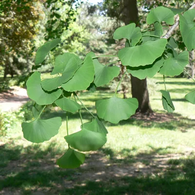 Green ginkgo biloba leaves on the tree, a Visium Pro ingredient
