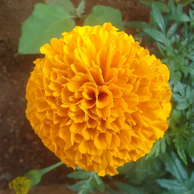 Orange marigold flower (Tagetes erecta), the source of the lutein in Visium Pro